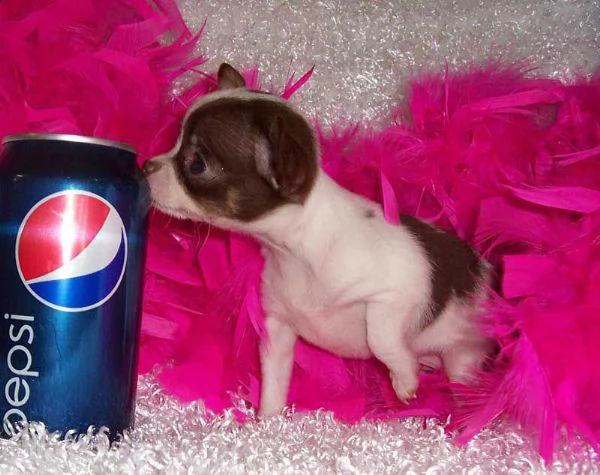 disponibili cuccioli di chihuahua.