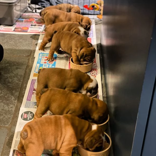 bulldog cucciolo 