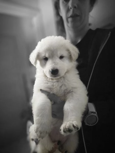 Cuccioli pastore svizzero bianco 