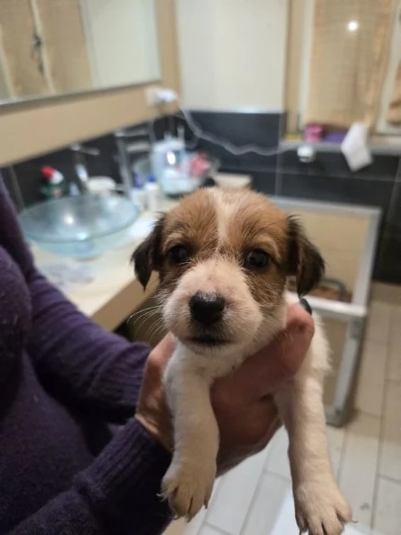 Cucciolo jack russell terrier  | Foto 1