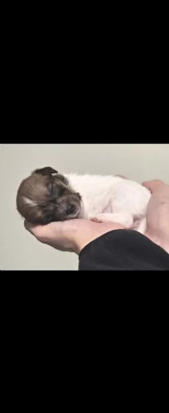 Cucciolo jack russell terrier 