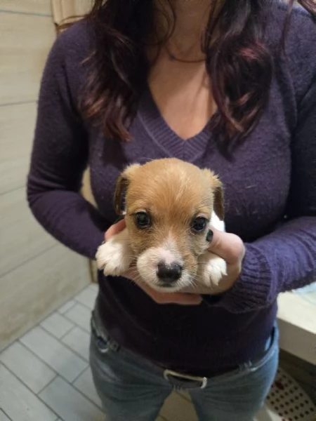 Cucciolo jack russell terrier  | Foto 0