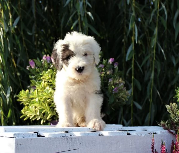  cucciolo di bobtail | Foto 0