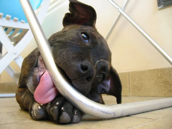 staffordshire bull terrier  | Foto 0