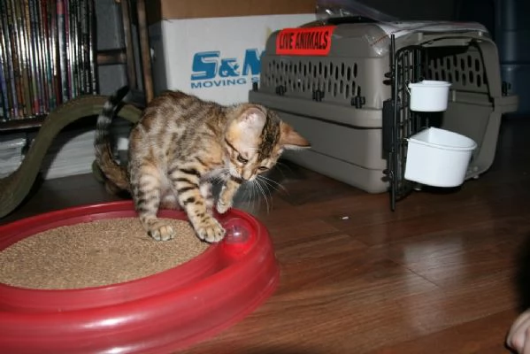 cucciolo bengala disponibili  | Foto 0