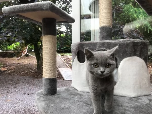 cucciolo di british shorthair 