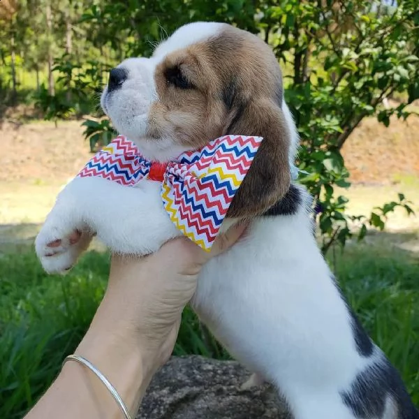 vendita cucciolo cuccioli di beagle ilisabet tricolor