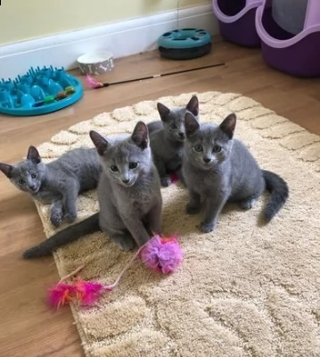 gattini blu di russia
