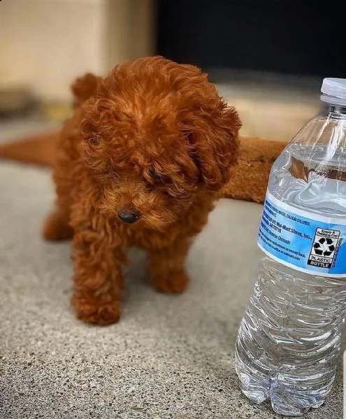 cuccioli di barboncino toy purissimi 3 mesi | Foto 0