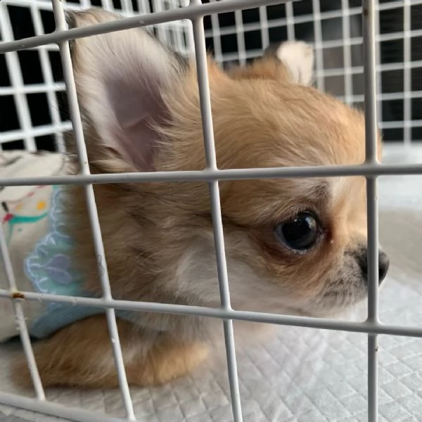 chihuahua.cane