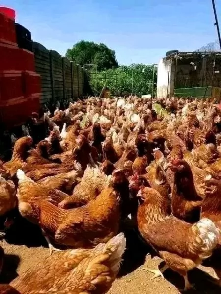 polli di vivita | Foto 0