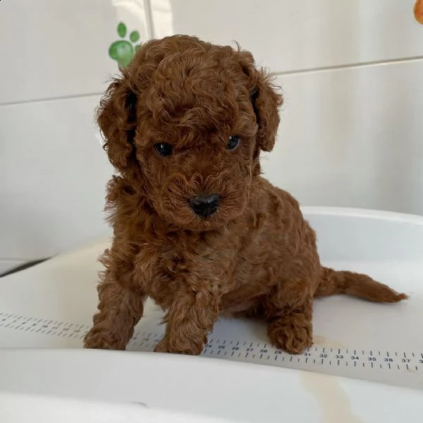 regalo barboncino mini toy disponibile!!!!!!!!!!!!! | Foto 0