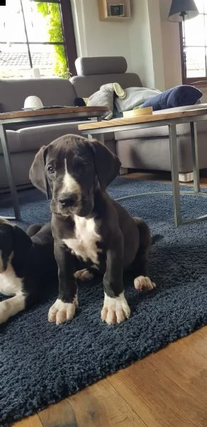 4 disponibili cucciole di alano con pedigree | Foto 3