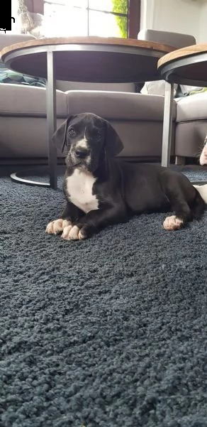 4 disponibili cucciole di alano con pedigree | Foto 2