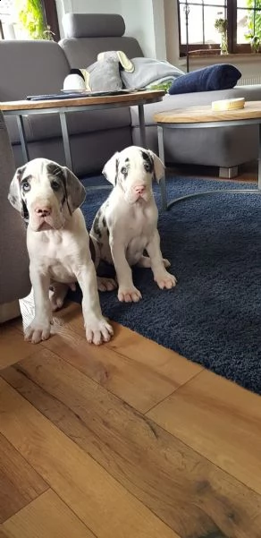 4 disponibili cucciole di alano con pedigree | Foto 1