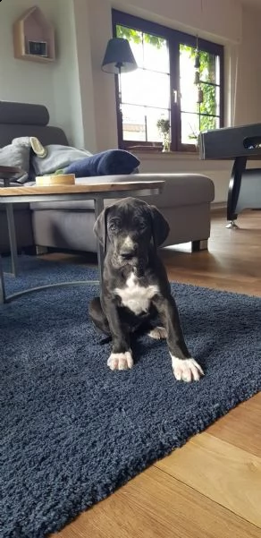 4 disponibili cucciole di alano con pedigree | Foto 0