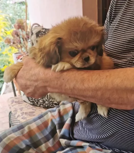 cuccioli di pura razza pechinese | Foto 3