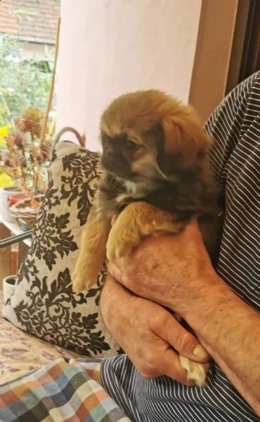 cuccioli di pura razza pechinese | Foto 2