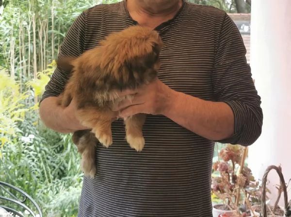 cuccioli di pura razza pechinese | Foto 1