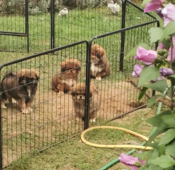 cuccioli di pura razza pechinese | Foto 0