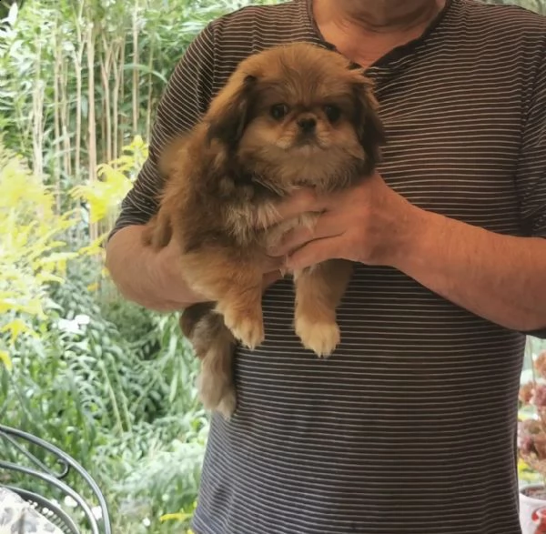 cuccioli di pura razza pechinese