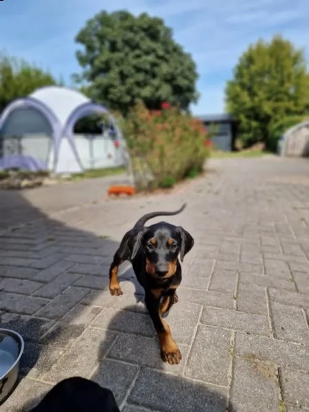 cuccioli di doberman maschi e femmine | Foto 3