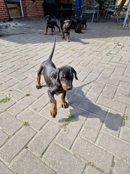 cuccioli di doberman maschi e femmine | Foto 2