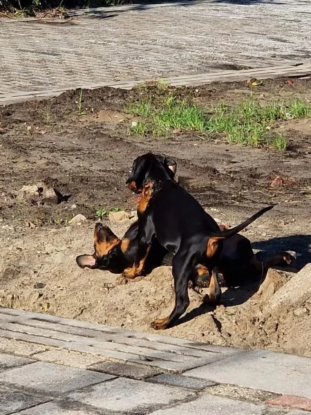 cuccioli di doberman maschi e femmine | Foto 1