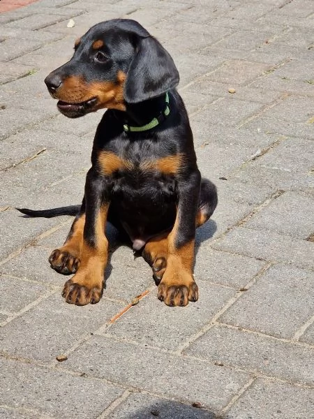 cuccioli di doberman maschi e femmine | Foto 0