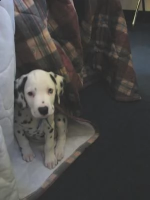 disponibili cuccioli dalmata con pedigree | Foto 3