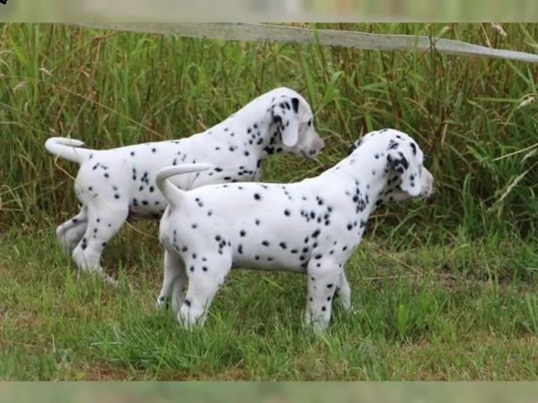disponibili cuccioli dalmata con pedigree
