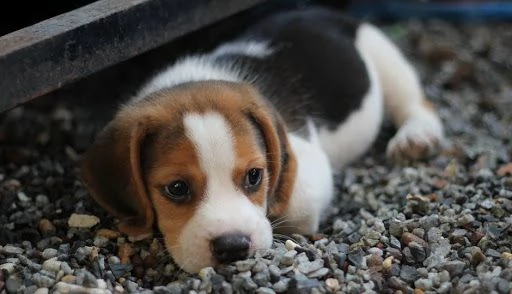 regalo cuccioli di beagle maschi che femmine nb,