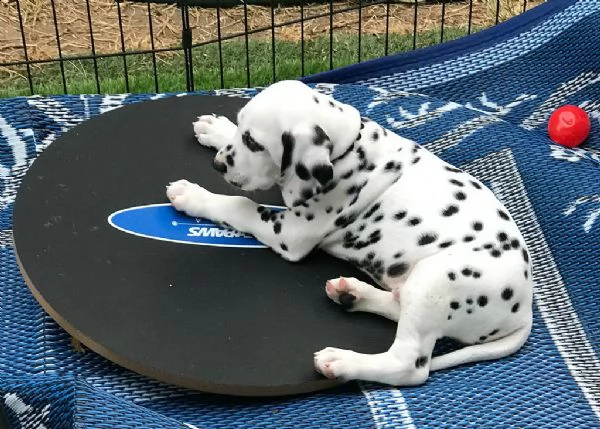 cucciolata di dalmata | Foto 0