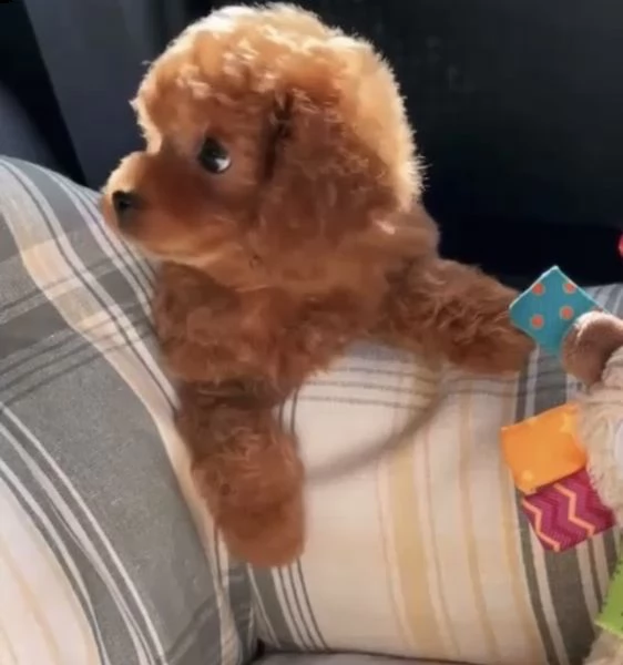 2regalo barboncino&) | Foto 0