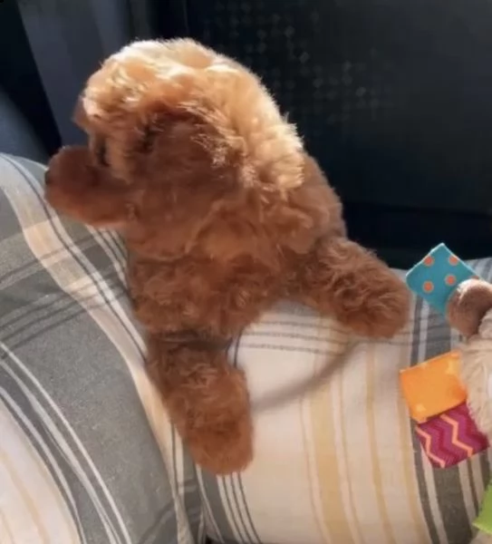 2regalo barboncino$ | Foto 0