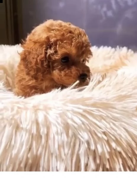 2regalo barboncino//