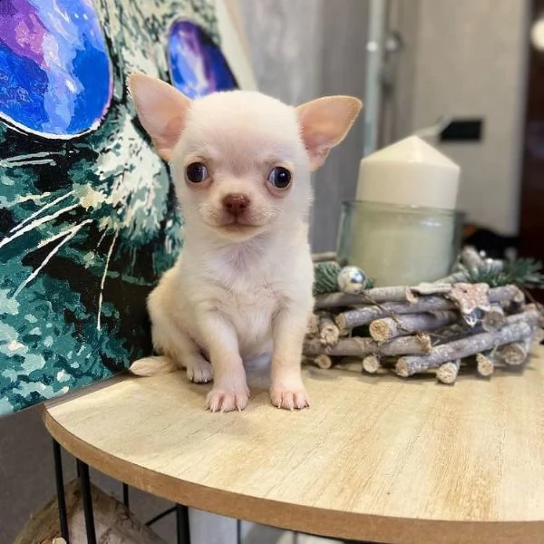   regalo chihuahua cuccioli meravigliosi ! 