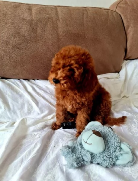 regalo barboncino mini toy dolce... | Foto 0