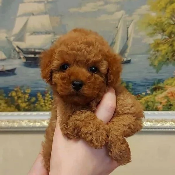 2regalo barboncino¥