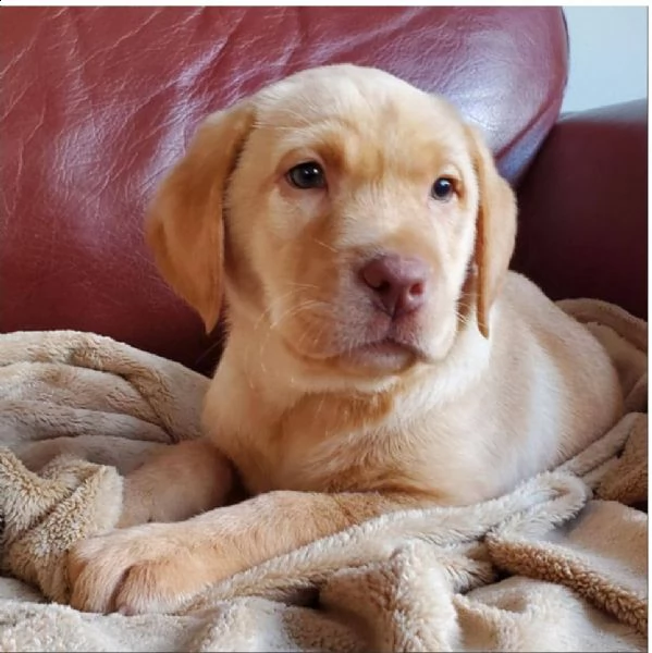 bello labrador , maschio e femmina,  in regalo..