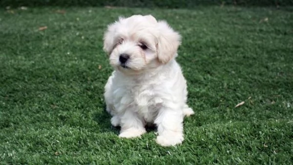  regalo barboncino cuccioli adorabili cuccioli di poodle standart femminucce e maschietti disponibil