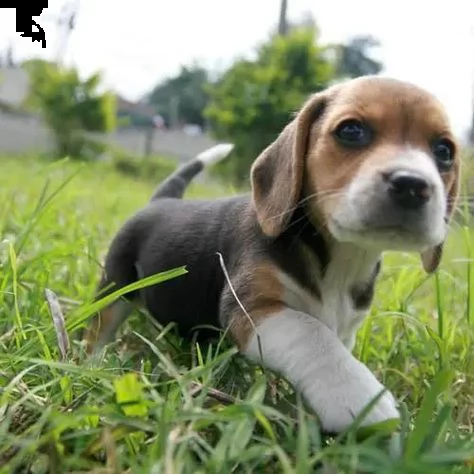 regalo beagle meravigliosi cuccioli di beagle ottima genealogia, gia vaccinati, sverminati e microch