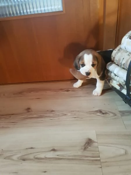 tre cuccioli di beagle cioccolato con pedigree | Foto 3