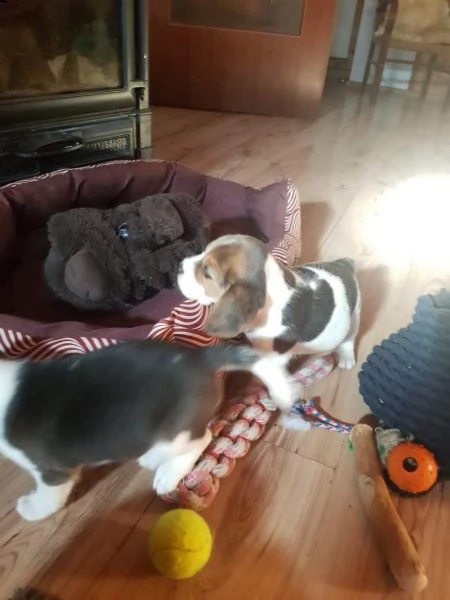 tre cuccioli di beagle cioccolato con pedigree | Foto 2