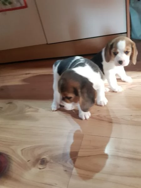 tre cuccioli di beagle cioccolato con pedigree | Foto 1