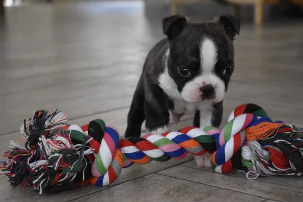 meravigliosa cucciolata di boston terrier | Foto 6