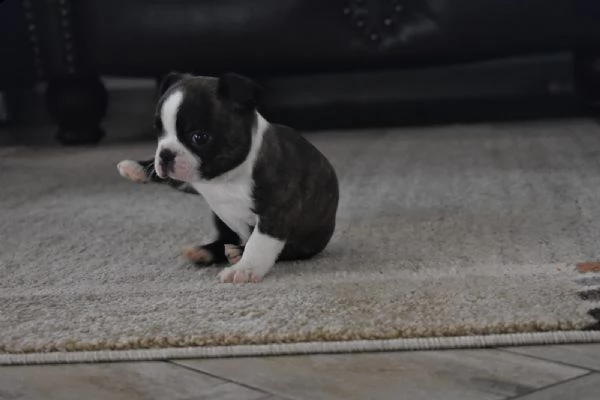 meravigliosa cucciolata di boston terrier | Foto 5
