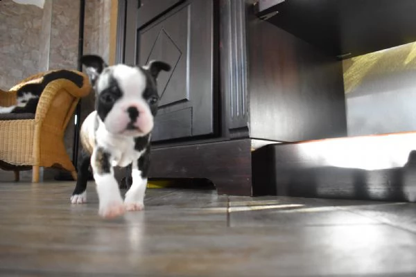 meravigliosa cucciolata di boston terrier | Foto 4