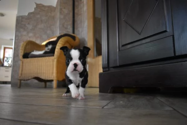 meravigliosa cucciolata di boston terrier | Foto 3