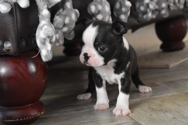meravigliosa cucciolata di boston terrier | Foto 1